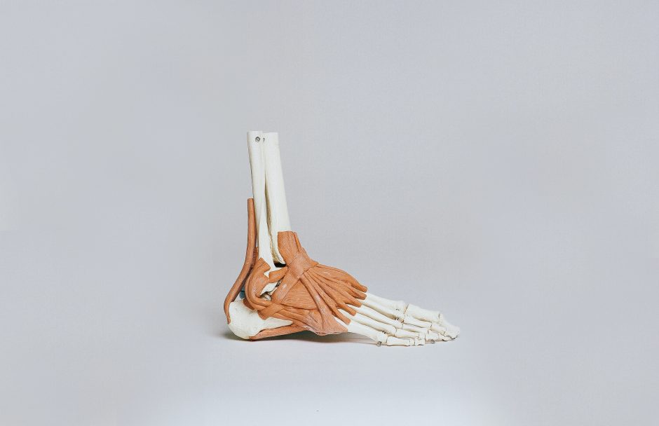Anatomical model of a foot showing muscle and bone structure.