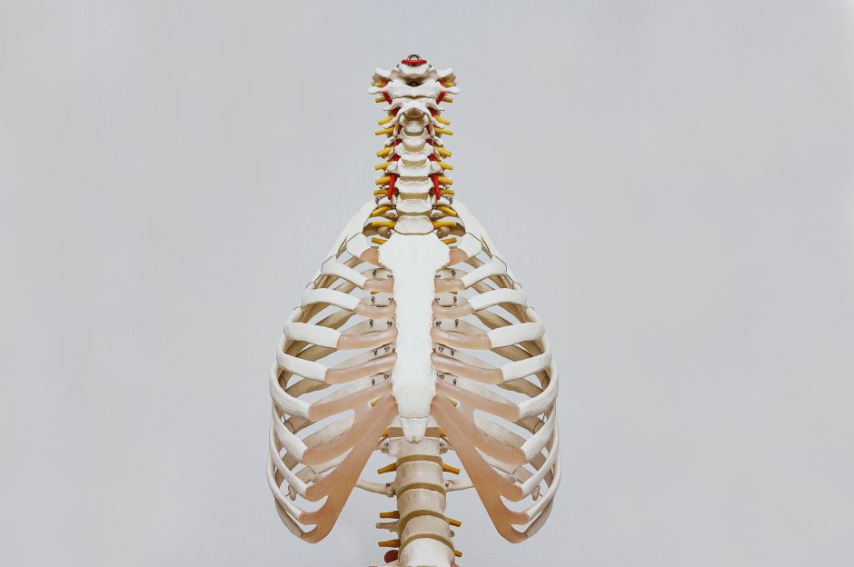 Anatomical model of a rib cage showing muscle and bone structure.
